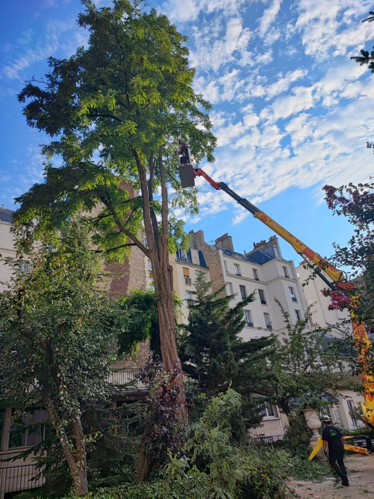 Abattages et élagages - Paysagistes Les Jardins du Roy Paris