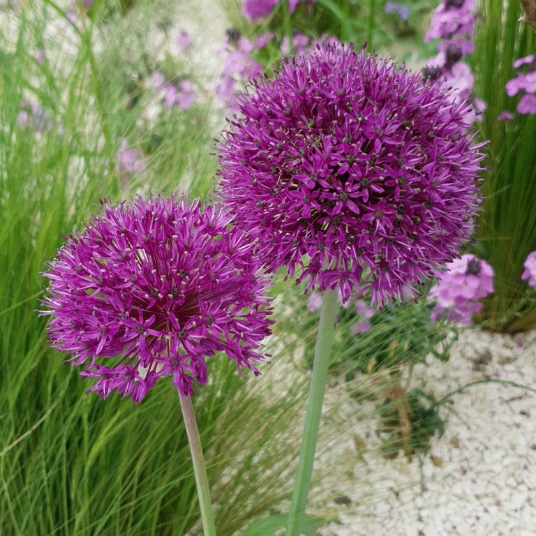 Plantations - Paysagistes Les Jardins du Roy Paris