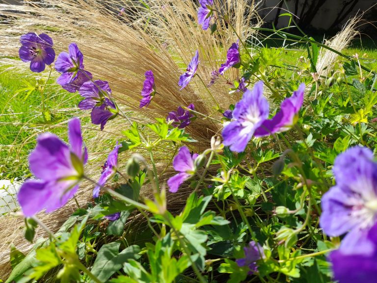 Plantations - Paysagistes Les Jardins du Roy Paris