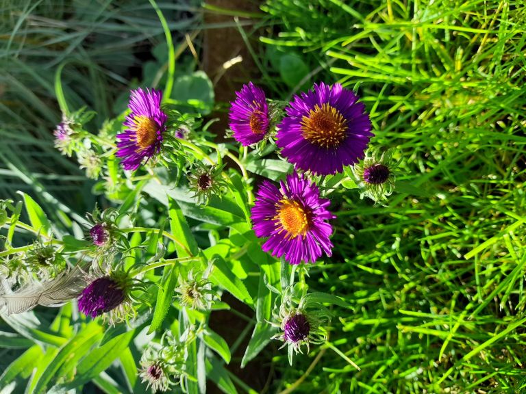 Plantations - Paysagistes Les Jardins du Roy Paris