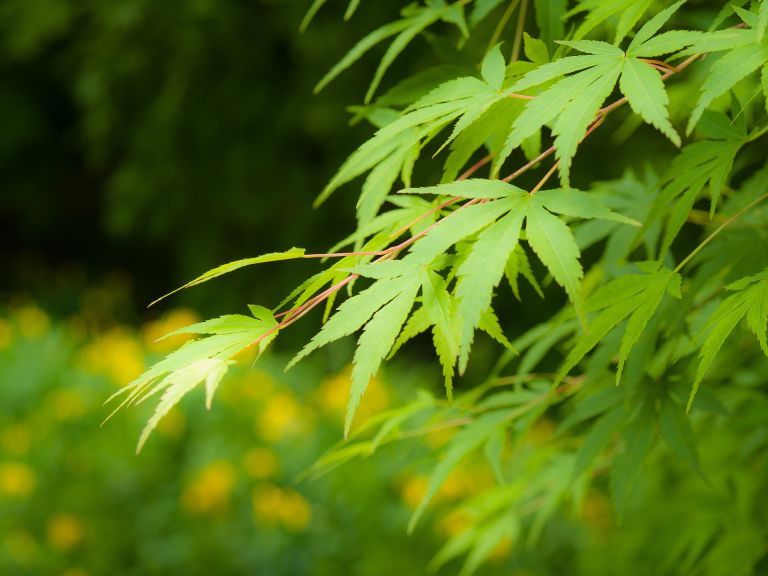 Plantations - Paysagistes Les Jardins du Roy Paris