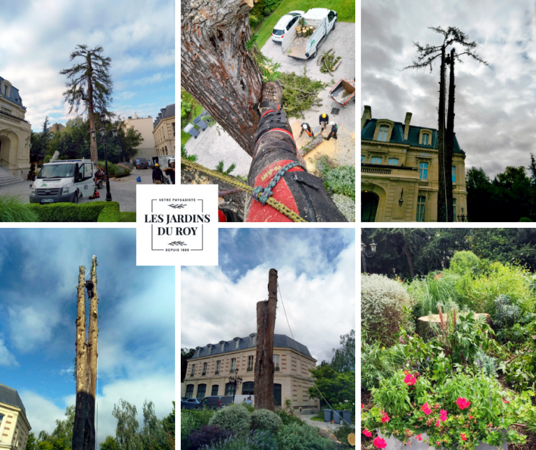 Abattages et élagages - Paysagistes Les Jardins du Roy Paris