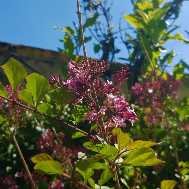 Plantations - Paysagistes Les Jardins du Roy Paris