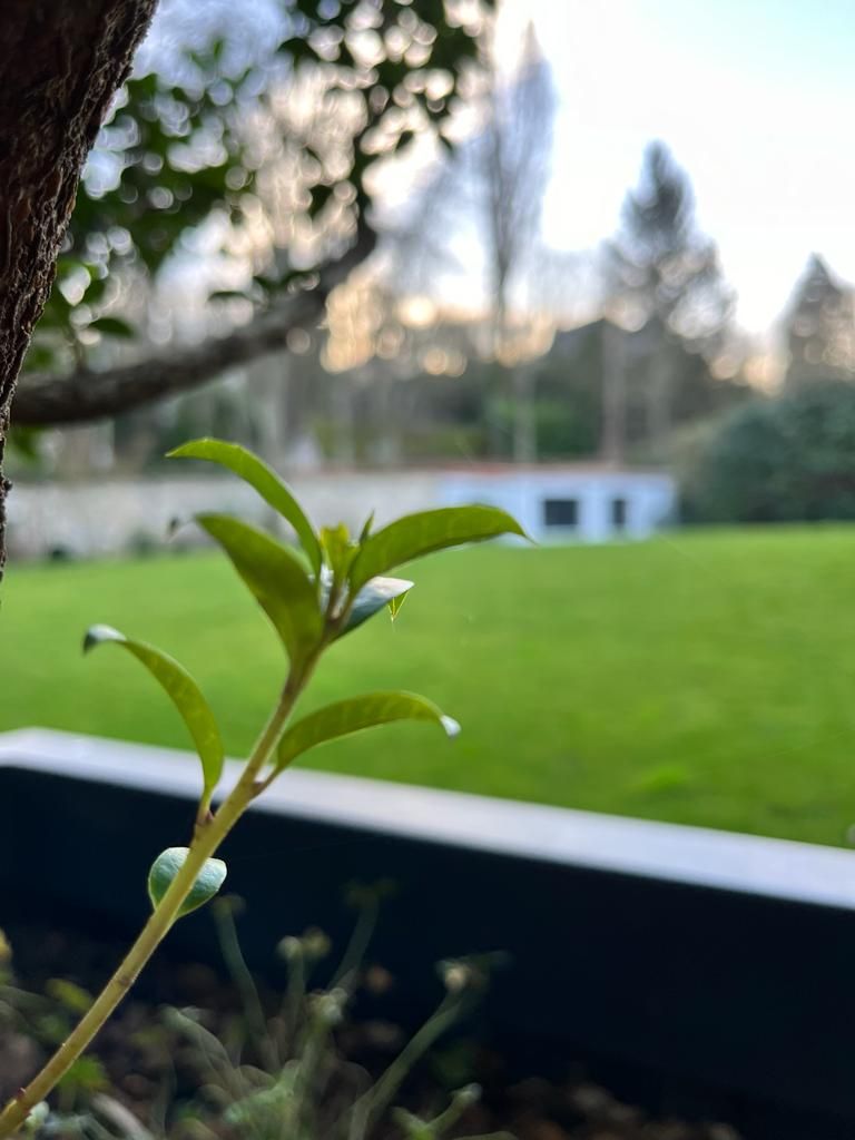 Entretien - Paysagistes Les Jardins du Roy Paris