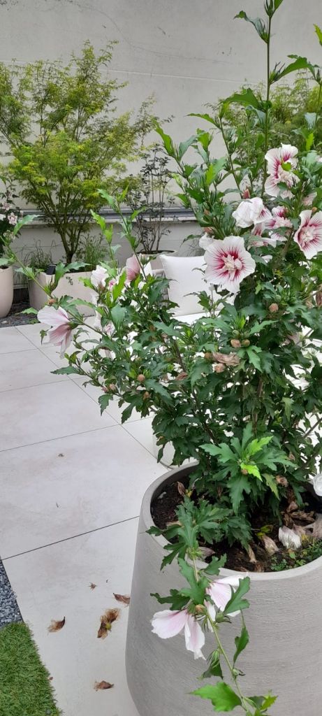 Un espace vert pensé pour la ville - Paysagistes Les Jardins du Roy Paris
