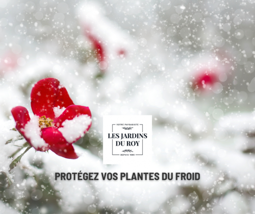 Les 3 meilleures astuces pour protéger vos plantes cet hiver - Paysagistes Les Jardins du Roy Paris